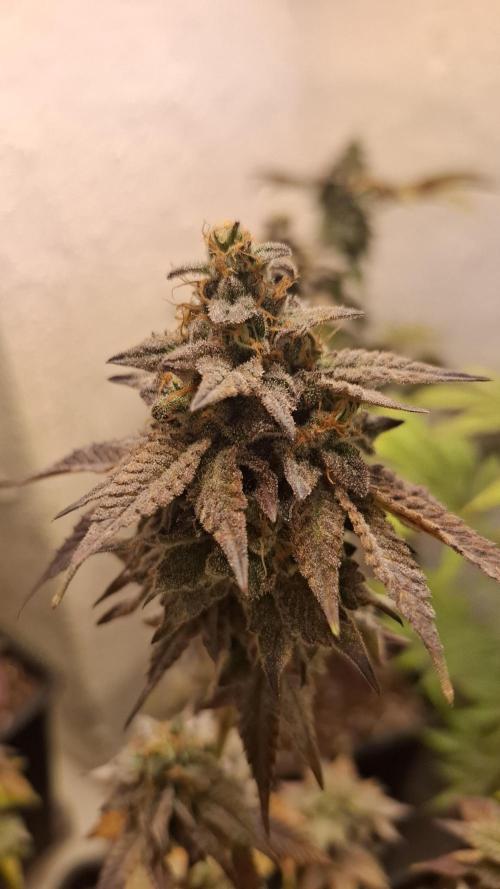 White Noise. Week 15