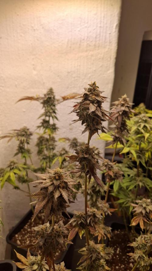 White Noise. Week 15