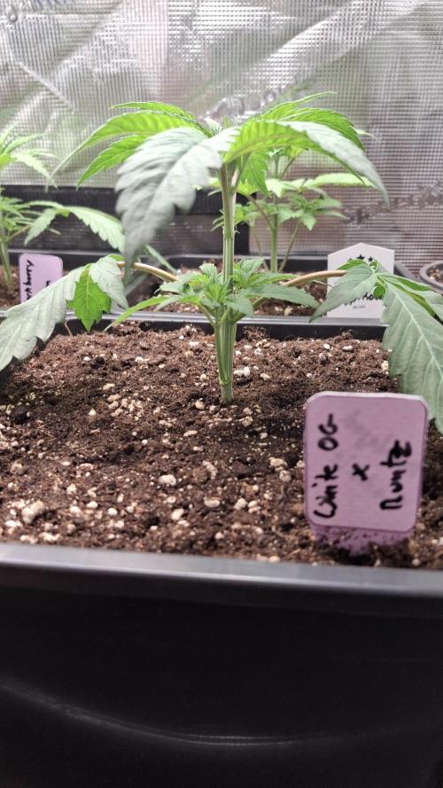 White OG x Runtz. Week 4