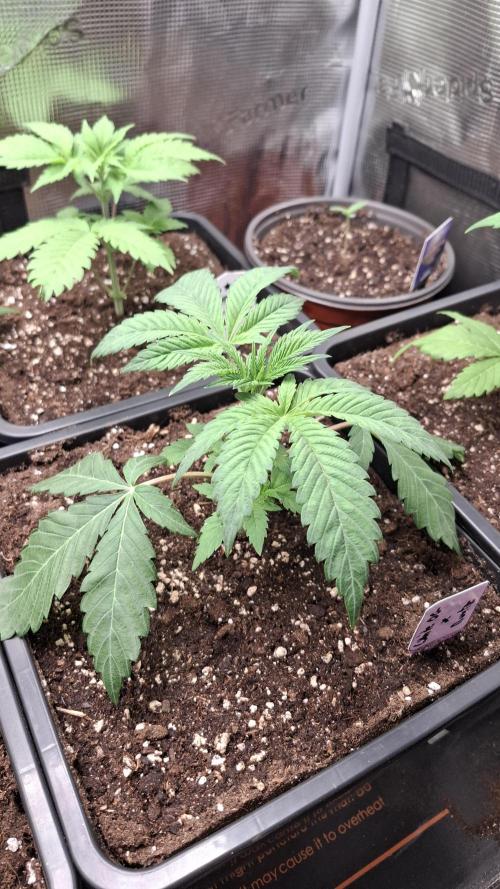 White OG x Runtz. Week 4