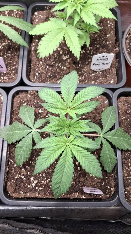 White OG x Runtz. Week 4