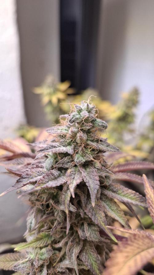 Glowberry Rush. Week 15