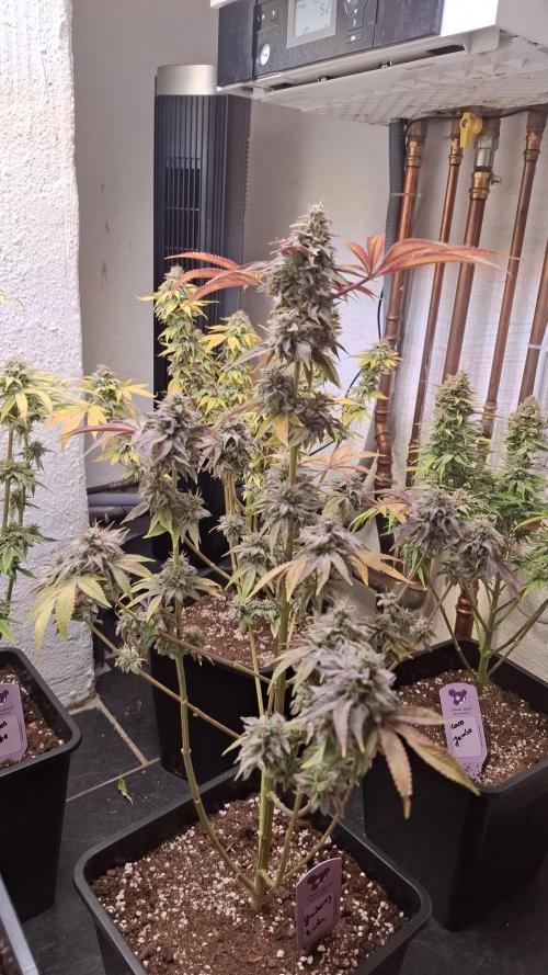 Glowberry Rush. Week 15