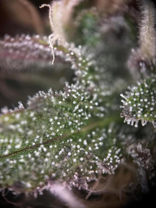 Glowberry Rush. Week 15