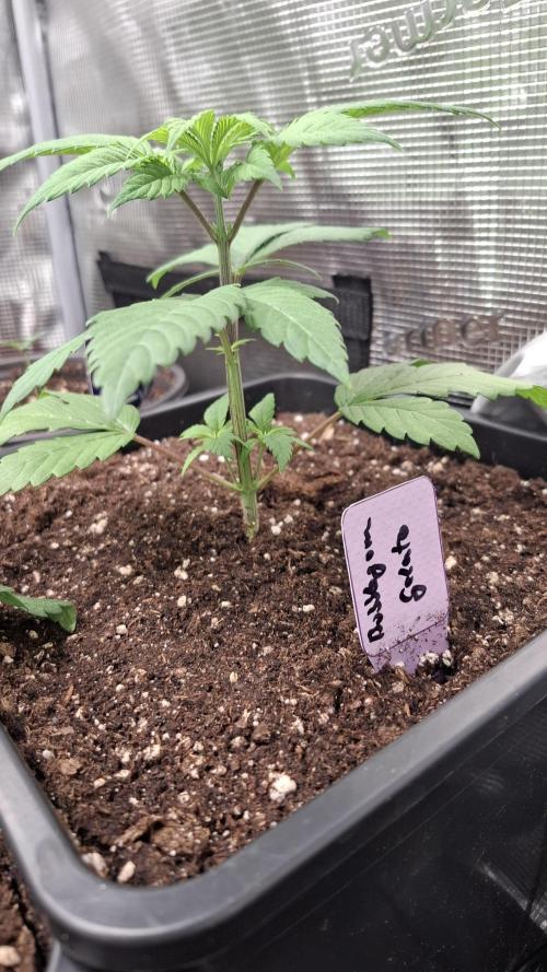 Bubblegum Gelato. Week 3