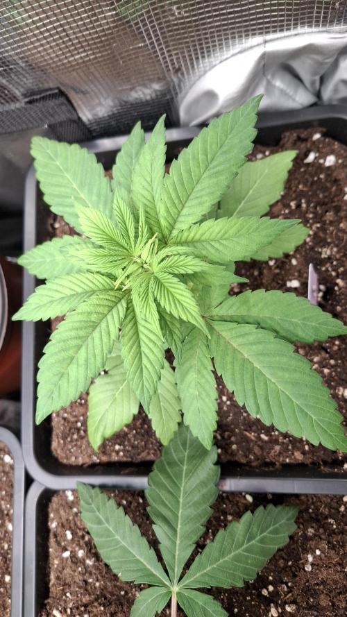 Bubblegum Gelato. Week 3