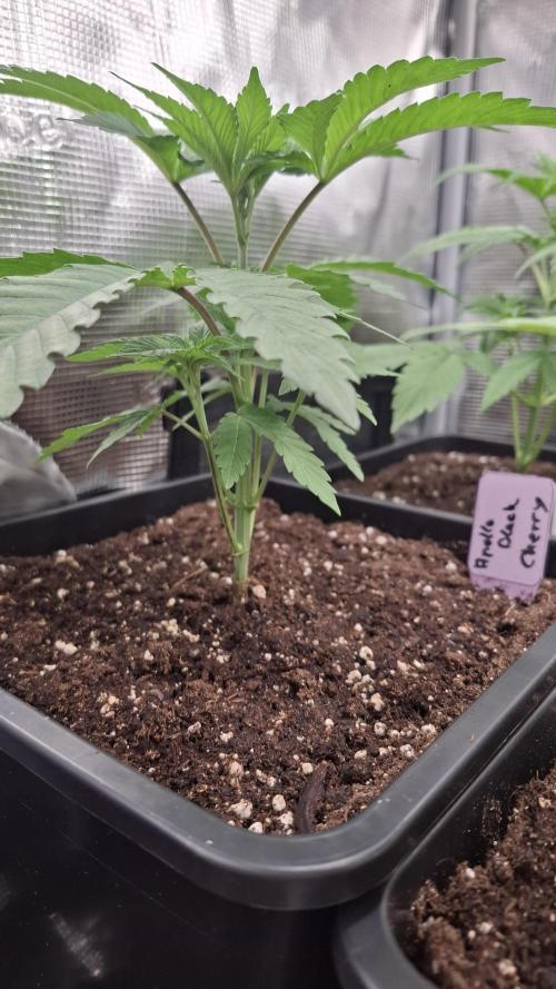 Apollo Black Cherry. Week 3