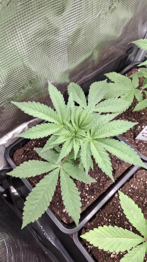 Apollo Black Cherry. Week 3