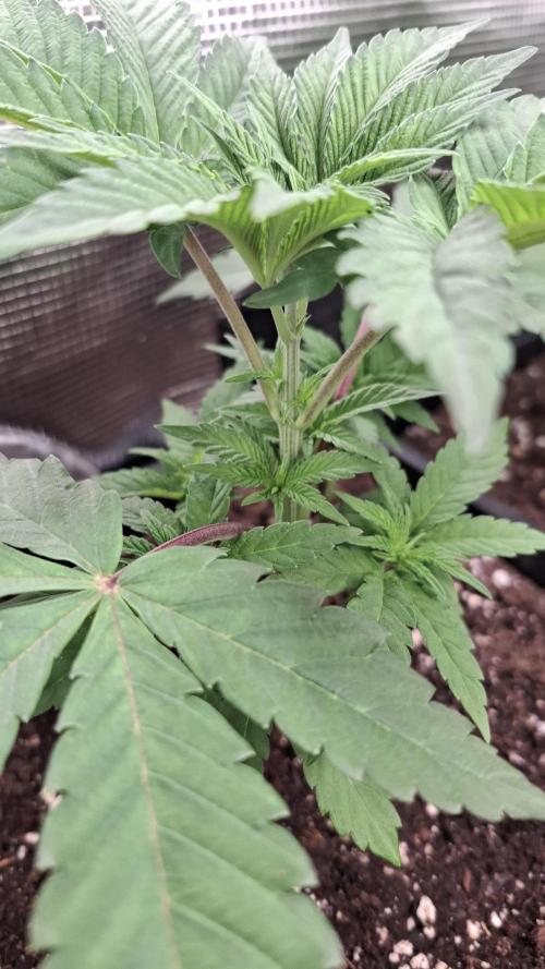 Apollo Black Cherry. Week 3