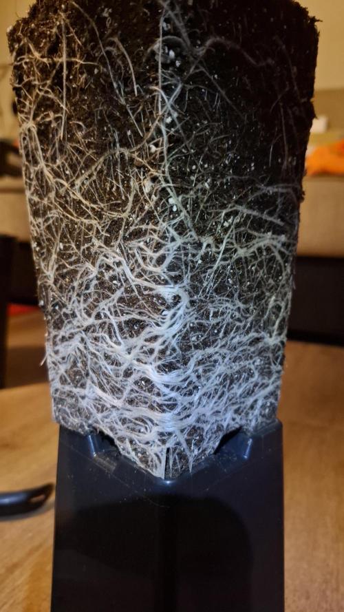 Granddaddy Purple. Week 3