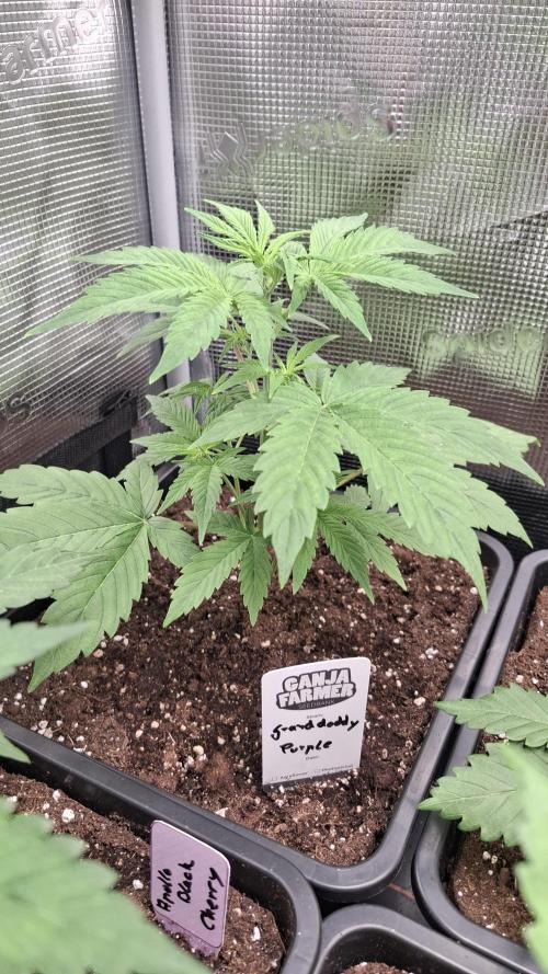 Granddaddy Purple. Week 3