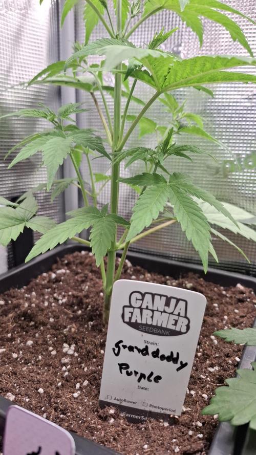 Granddaddy Purple. Week 3