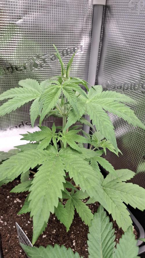 Granddaddy Purple. Week 3