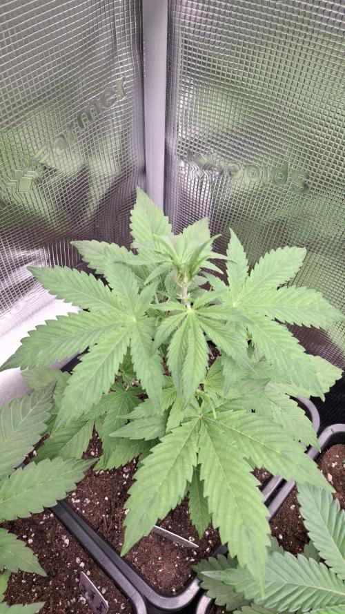 Granddaddy Purple. Week 3