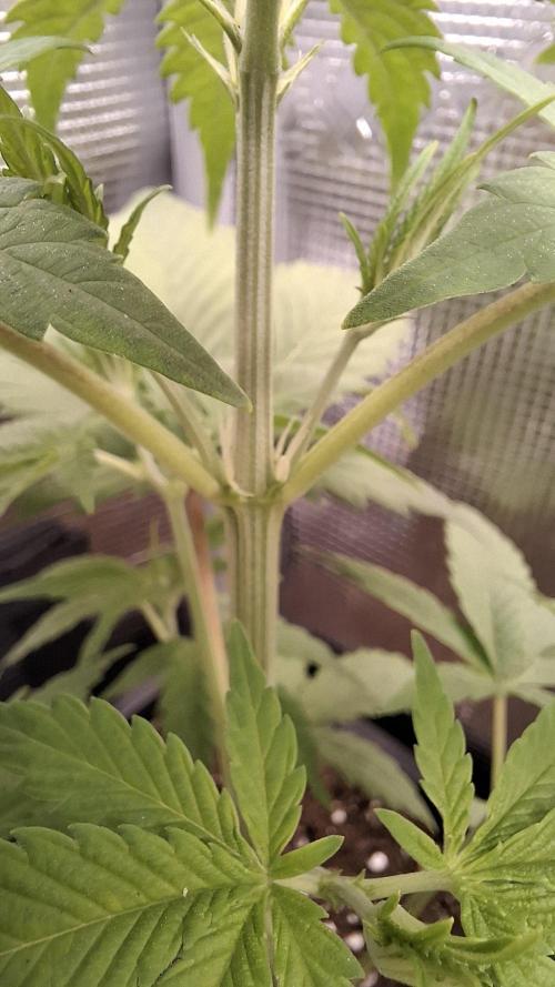 Granddaddy Purple. Week 3