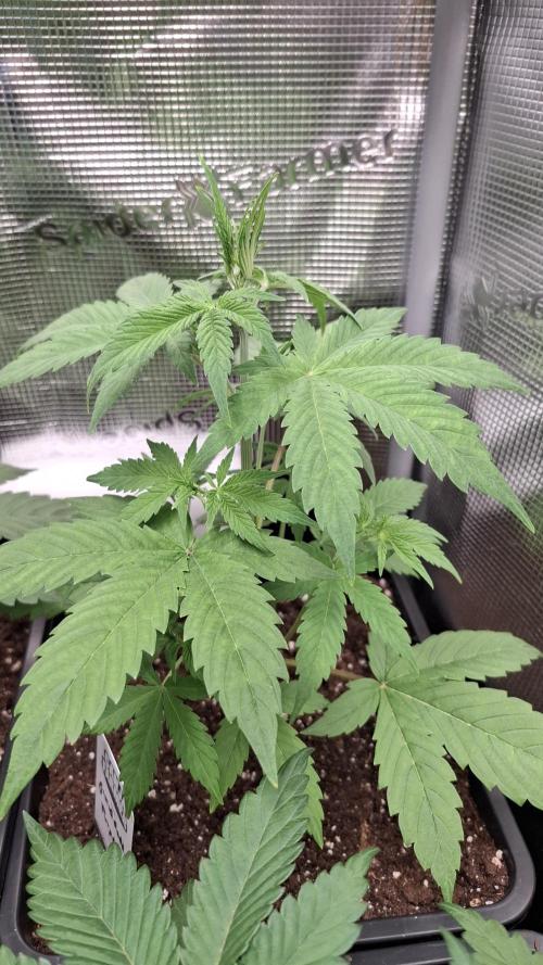 Granddaddy Purple. Week 3