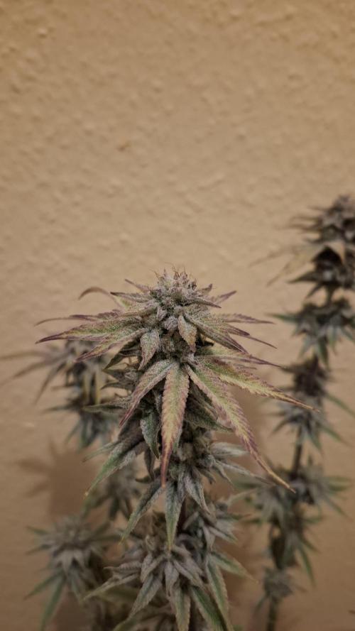 Chaos Cake. Week 16