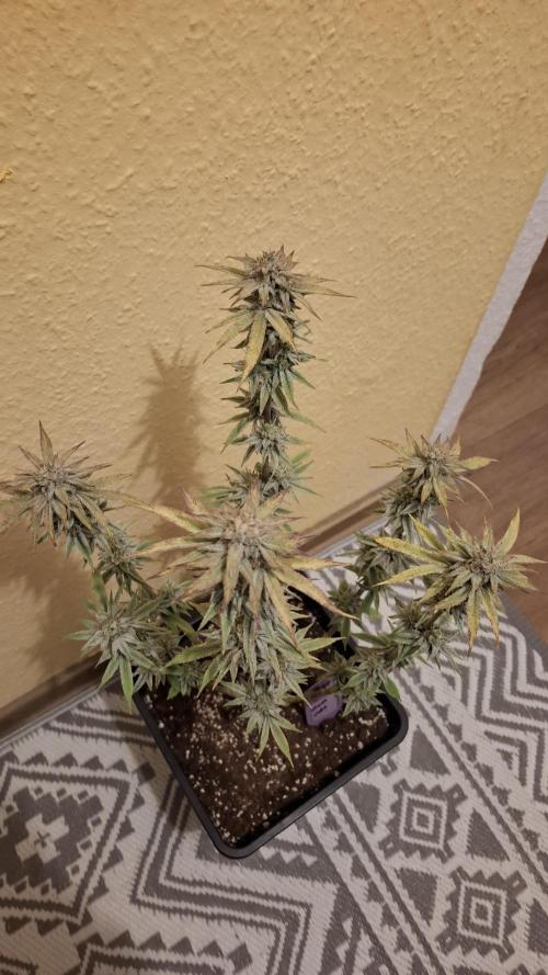 Chaos Cake. Week 16