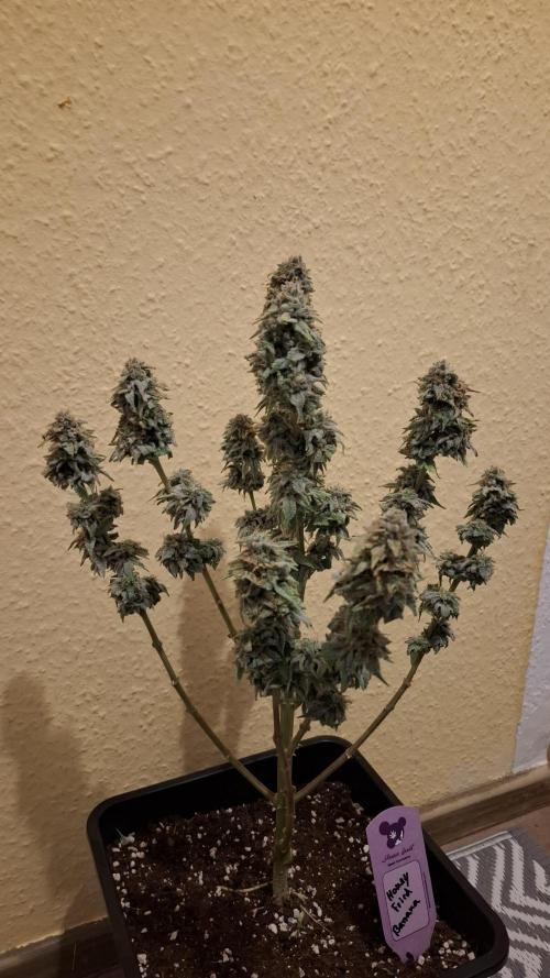 Honey Fried Bananas. Week 14