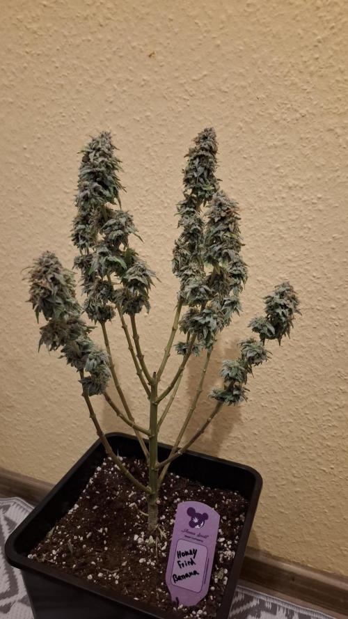 Honey Fried Bananas. Week 14