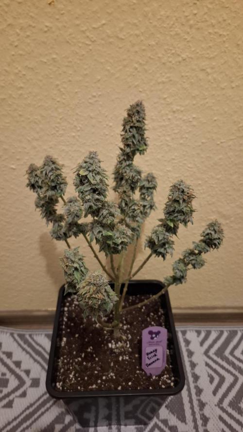 Honey Fried Bananas. Week 14