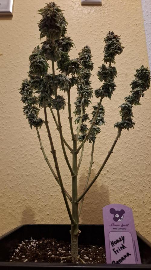 Honey Fried Bananas. Week 14