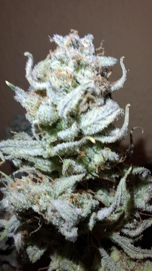Coco Jambo. Week 15