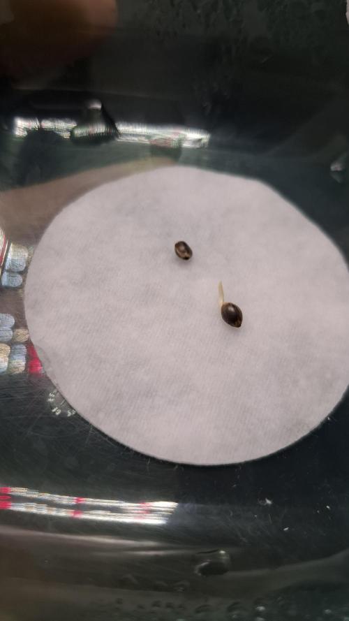 Eternity Grow Cup 26'. Week 1