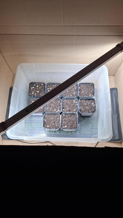 Eternity Grow Cup 26'. Week 1