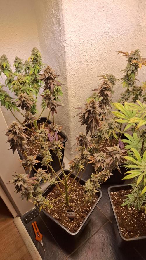 White Noise. Week 16