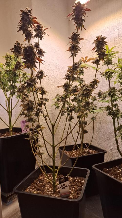 White Noise. Week 16