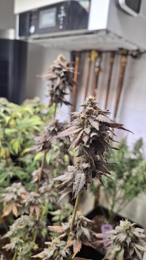 White Noise. Week 16