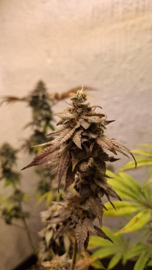 White Noise. Week 16