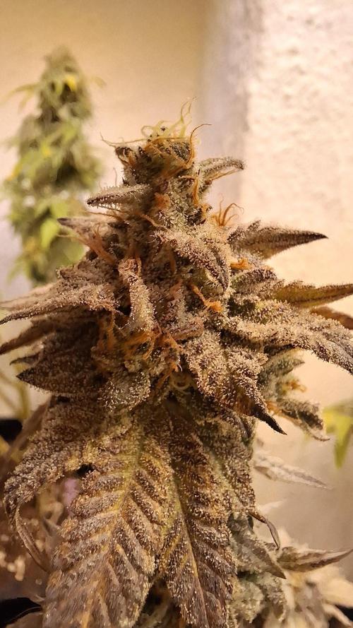 White Noise. Week 16