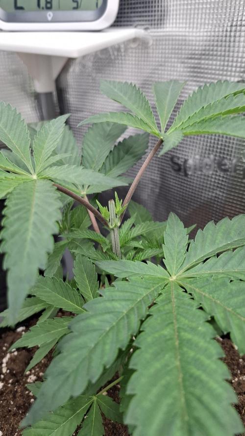 White OG x Runtz. Week 5