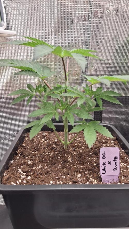White OG x Runtz. Week 5