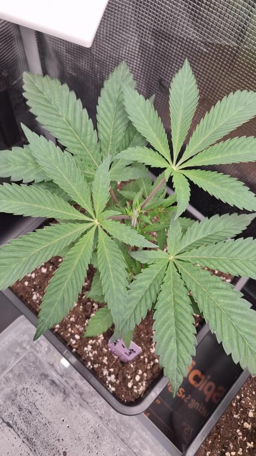 White OG x Runtz. Week 5