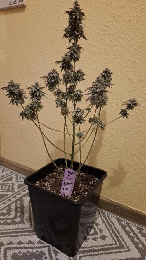 Glowberry Rush. Week 16