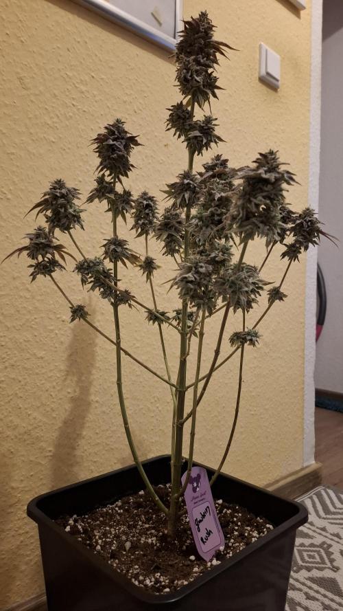 Glowberry Rush. Week 16