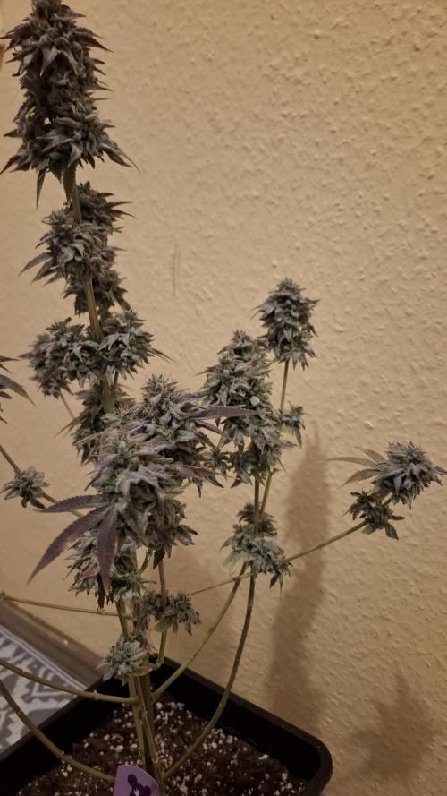 Glowberry Rush. Week 16