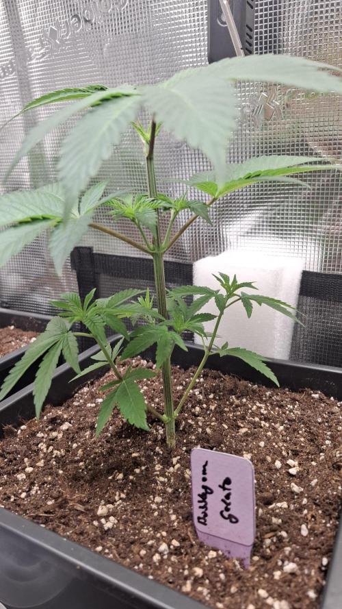 Bubblegum Gelato. Week 4