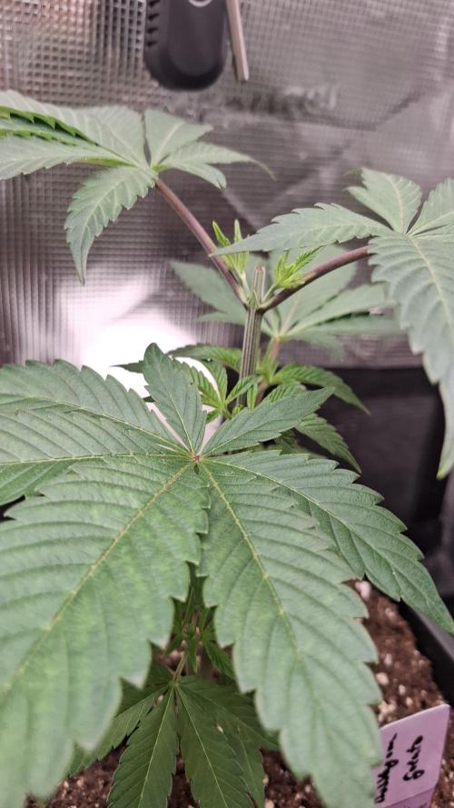 Bubblegum Gelato. Week 4