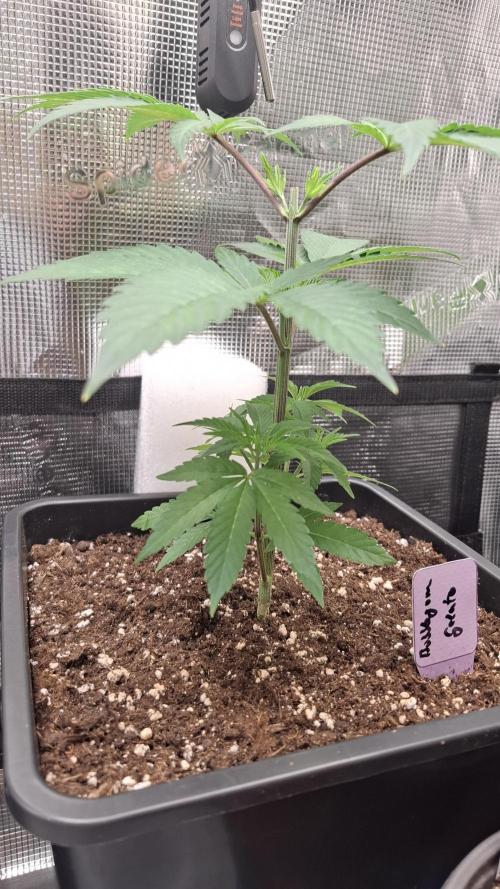 Bubblegum Gelato. Week 4