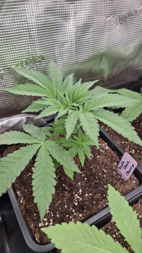 Apollo Black Cherry. Week 4