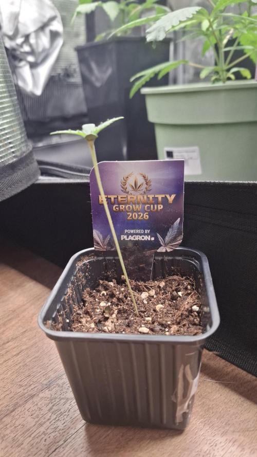 Eternity Grow Cup 26'. Week 2