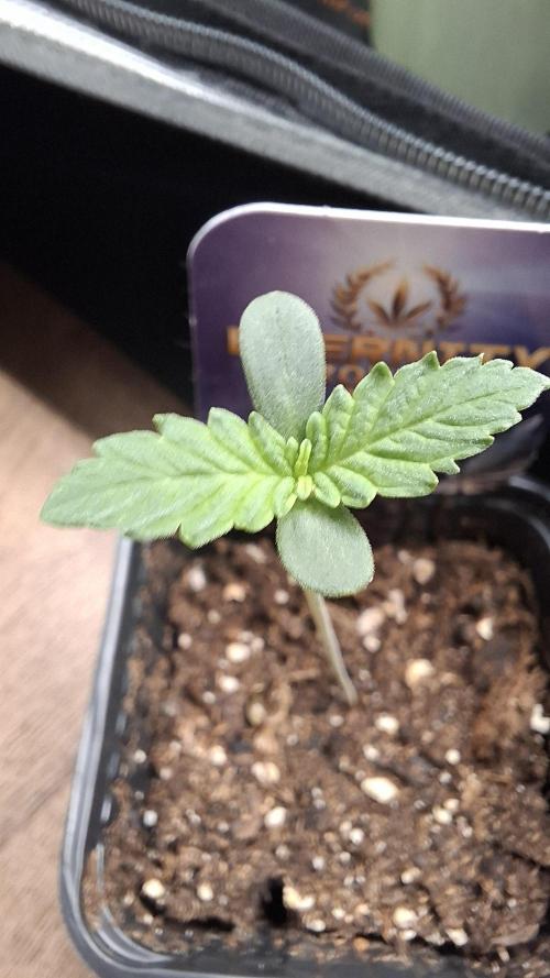 Eternity Grow Cup 26'. Week 2