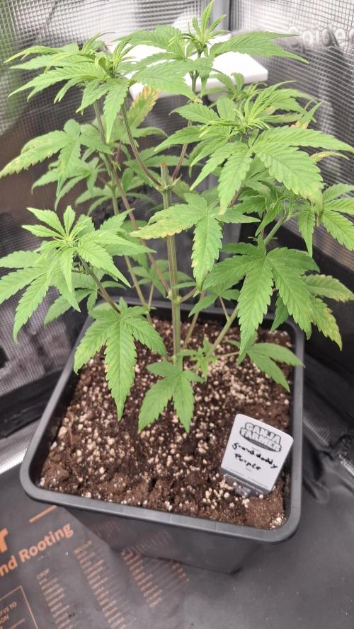 Granddaddy Purple. Week 4