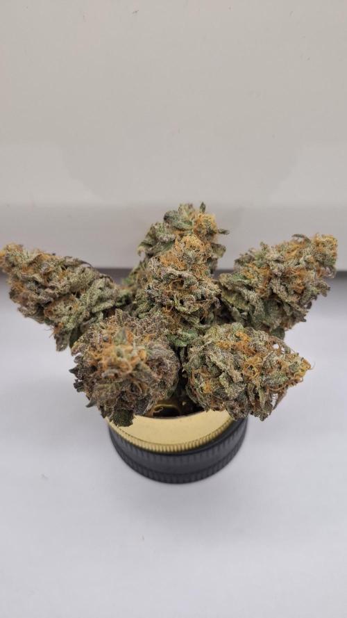 White Noise. Week 17