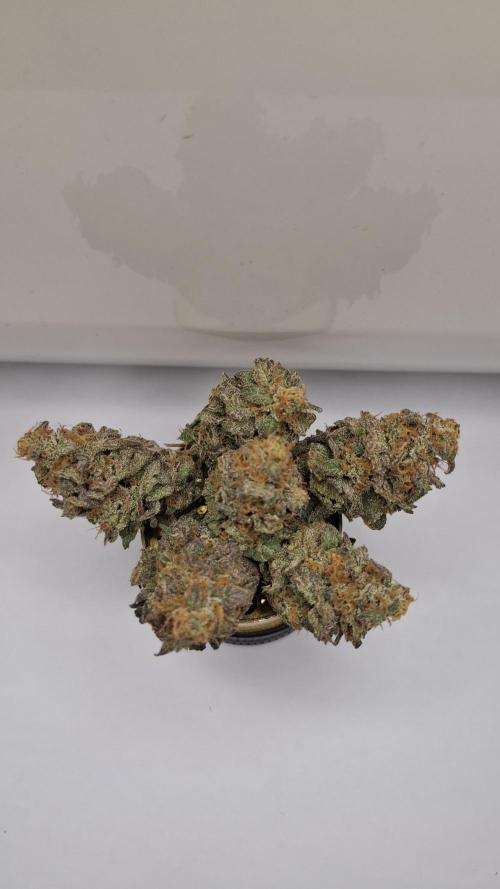 White Noise. Week 17