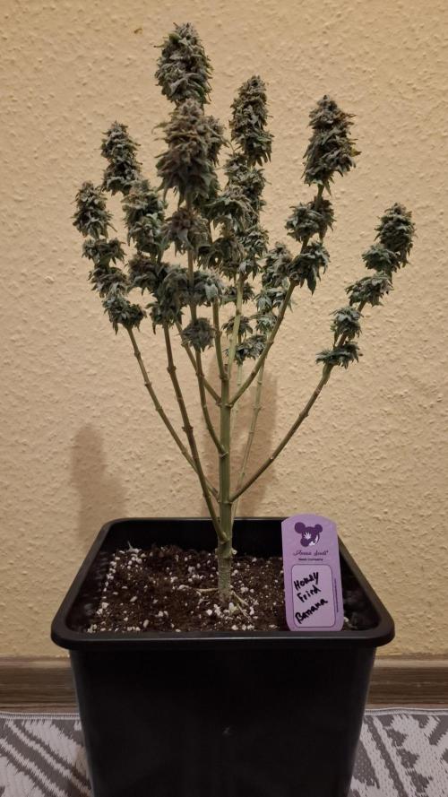 Honey Fried Bananas. Week 15